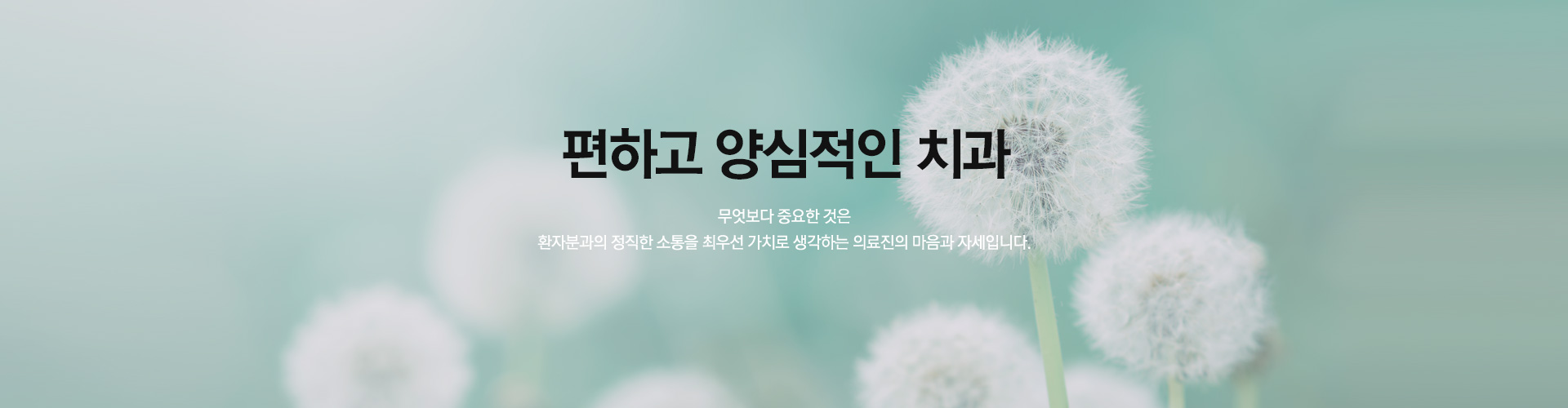 민들레 특별함