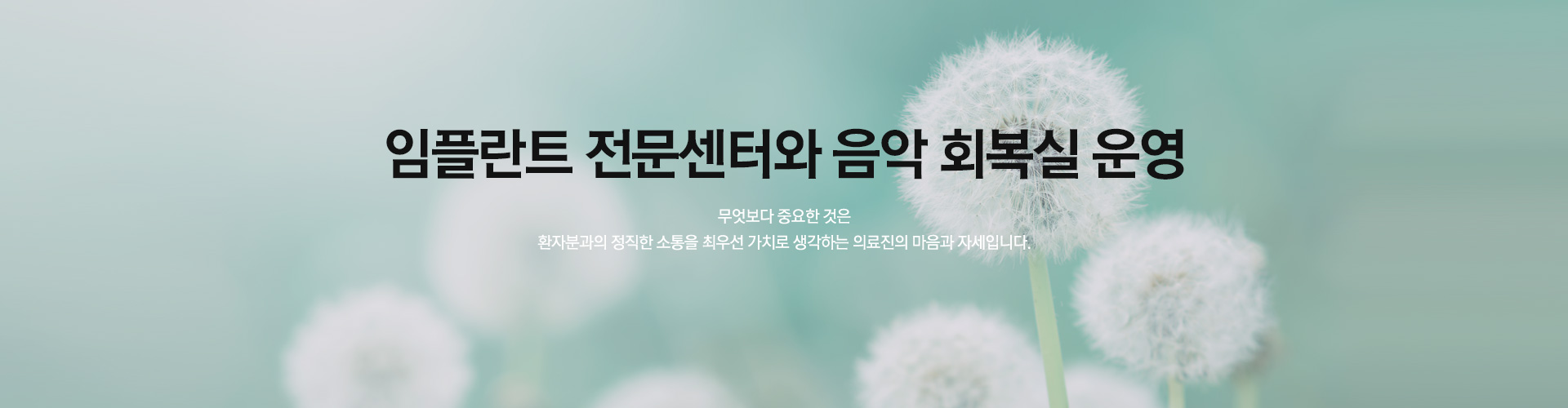 민들레 특별함