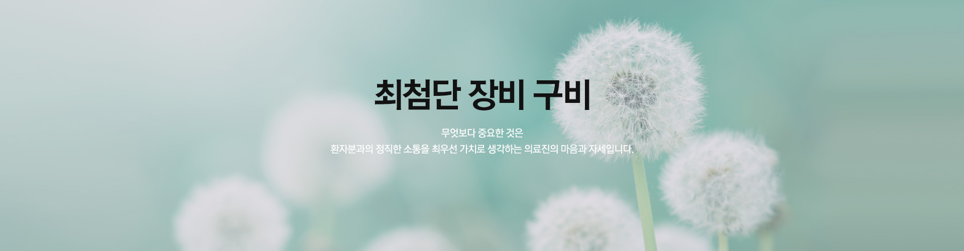 민들레 특별함